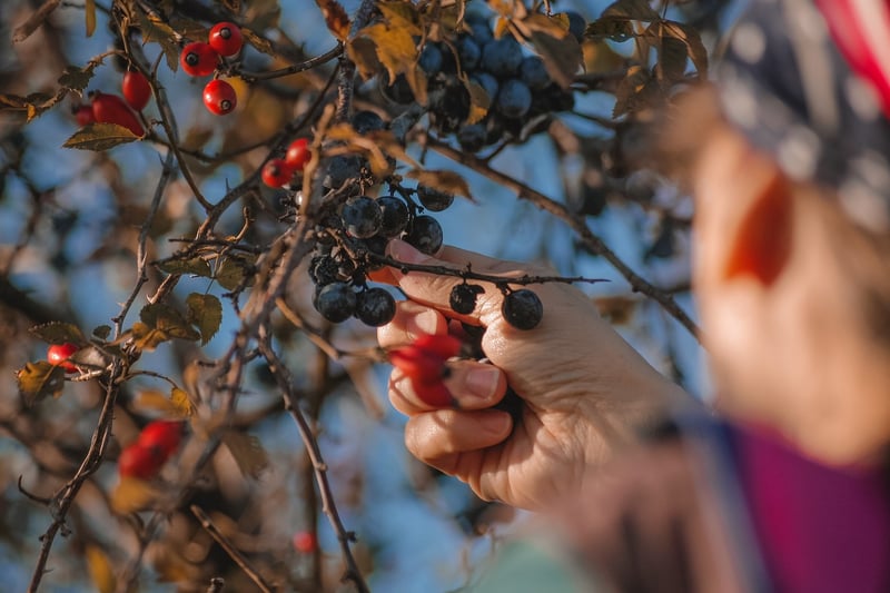 Lunar Harvesting